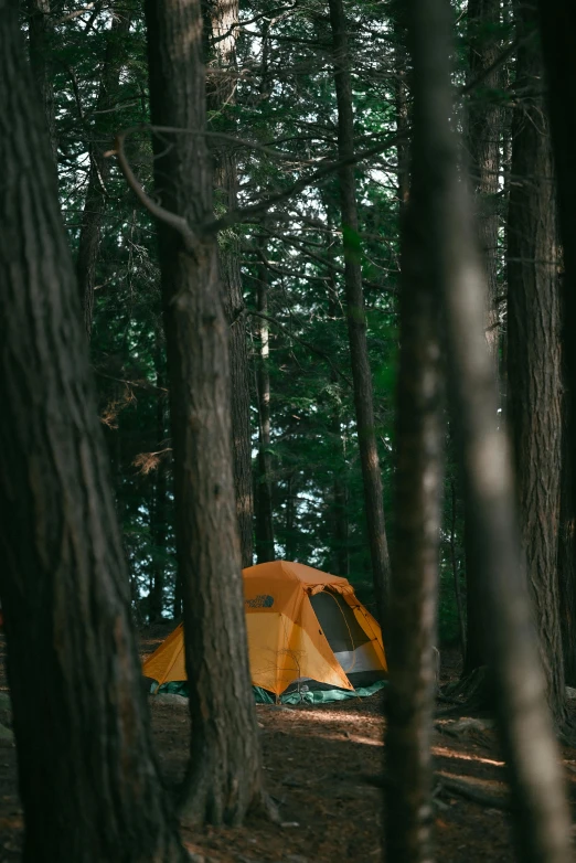 a tent pitched in the woods on a rainy day