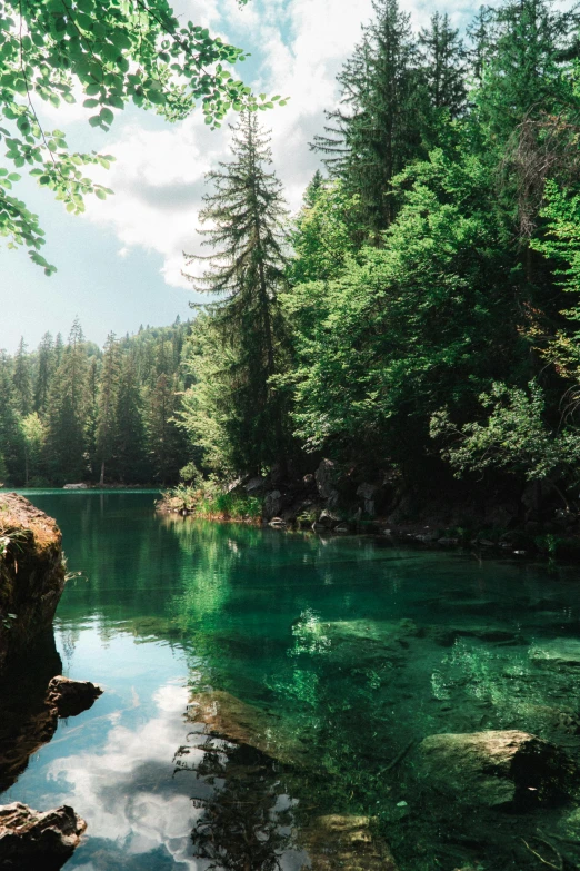 a clear river flowing through a lush green forest