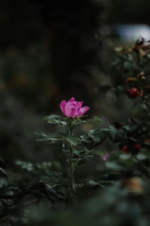 a single pink rose in a green field