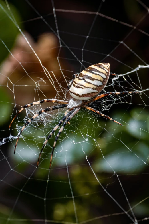 the closeup of a spider sitting on it's net