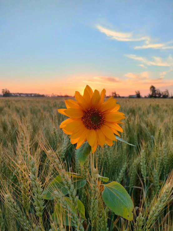 a sunflower in a wheat field at sunset