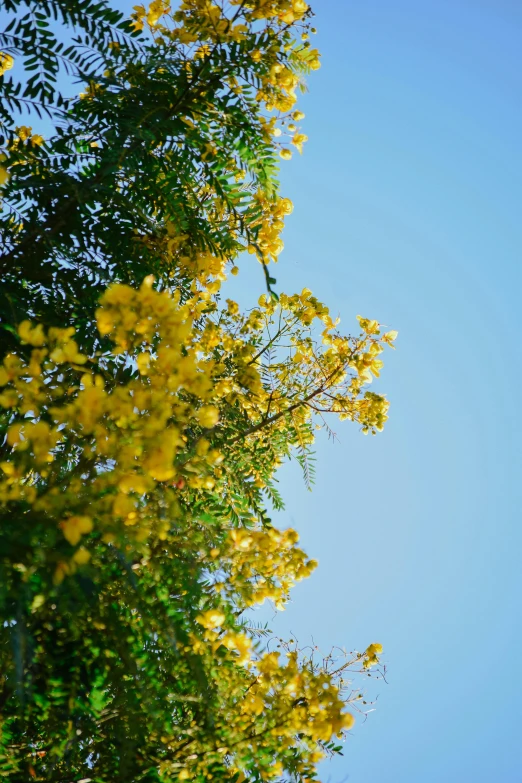 a yellow and green tree in front of a blue sky