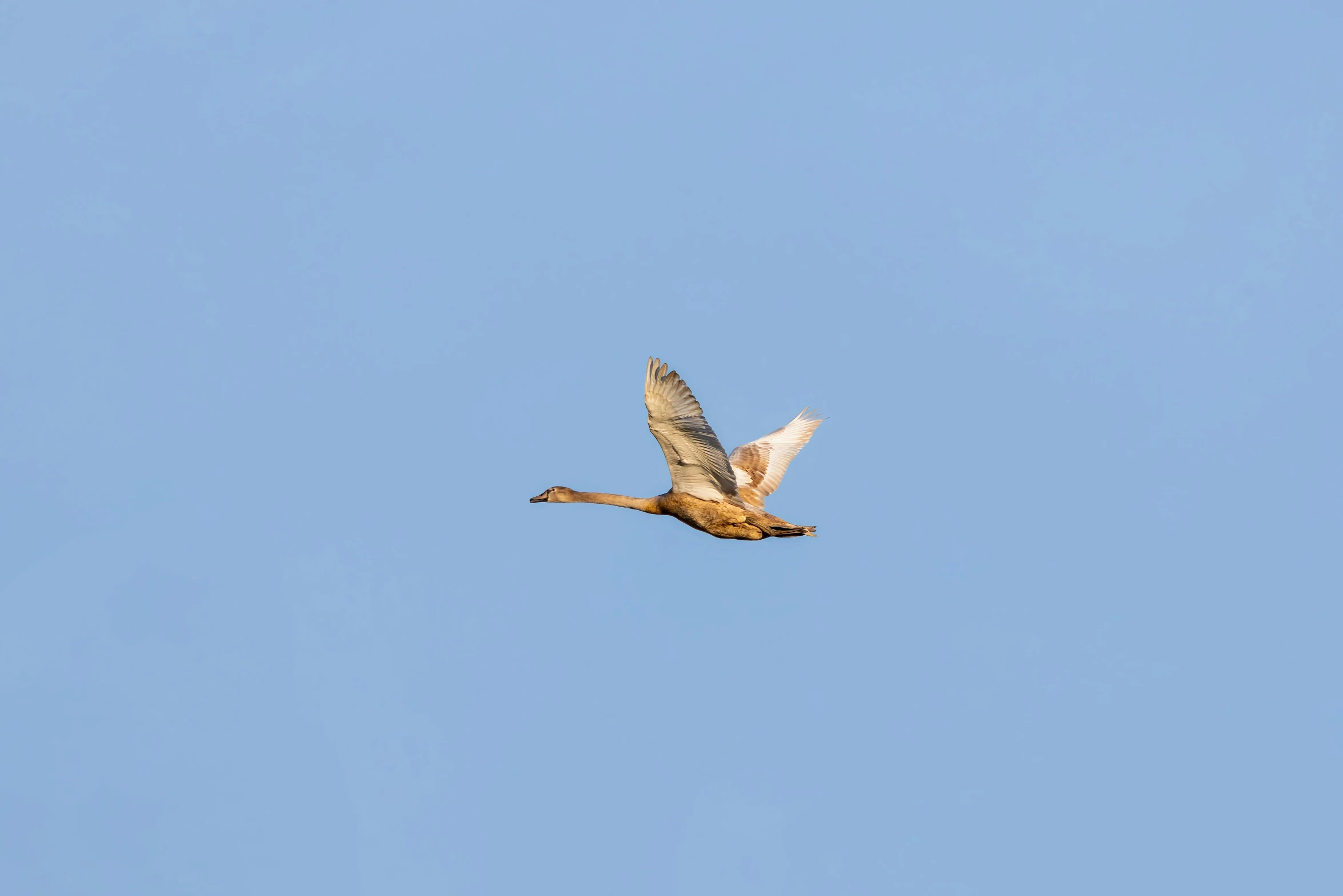 a single bird flying in the blue sky