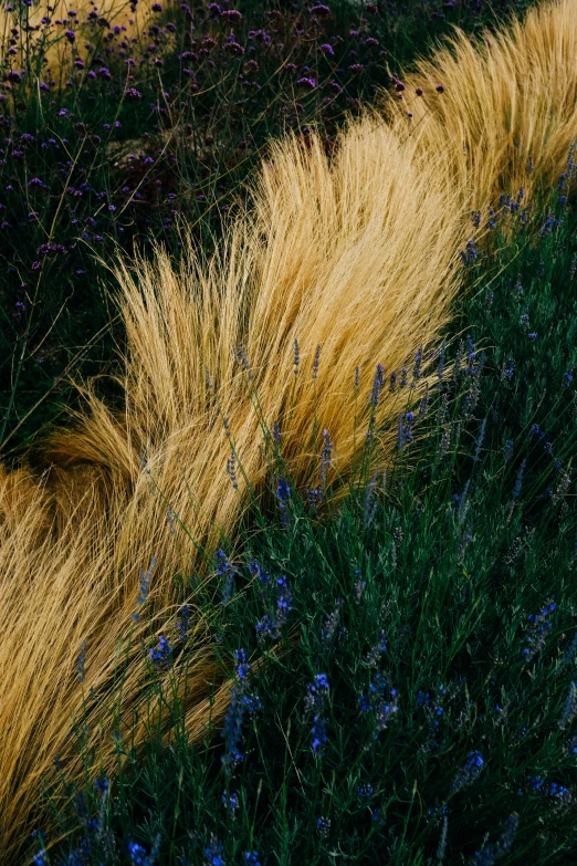 yellow grass is growing in the grass by a flower field