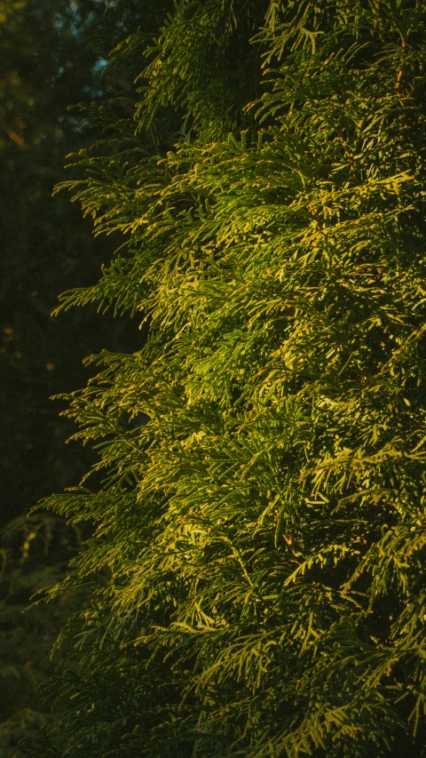 this po is of some very green plants