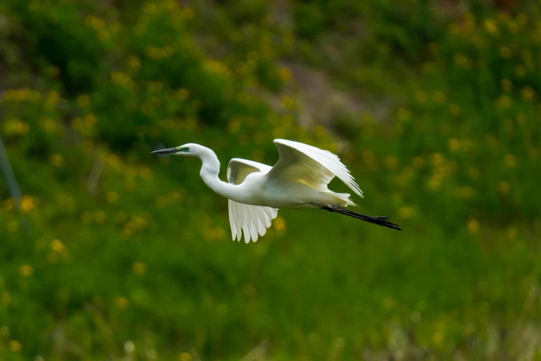 an image of white bird flying over the ground