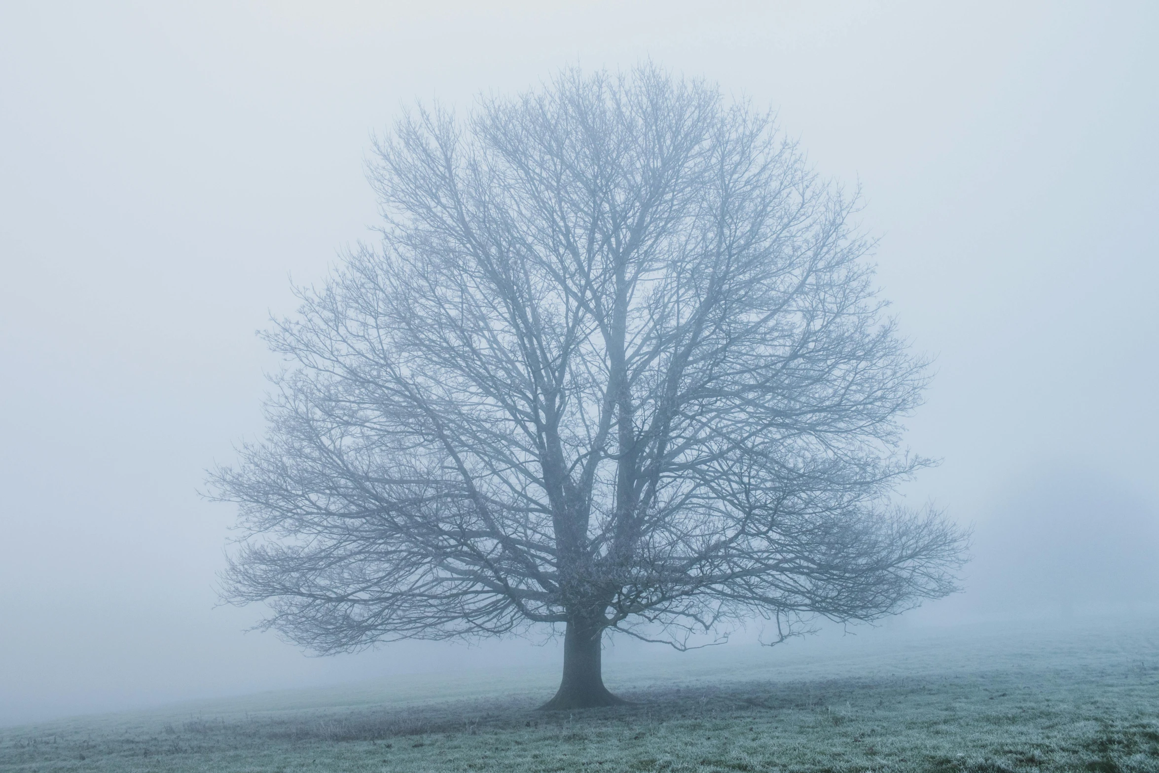 foggy landscape with a tree in the middle