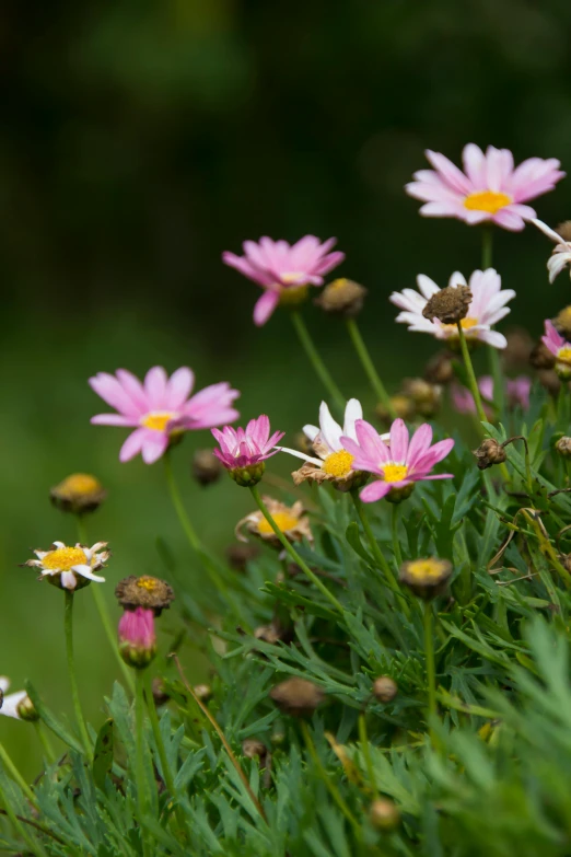 a bunch of flowers growing on a hillside