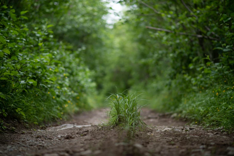 a narrow dirt road leading into some thick green plants