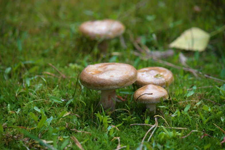 three brown mushrooms with white caps sitting in the grass