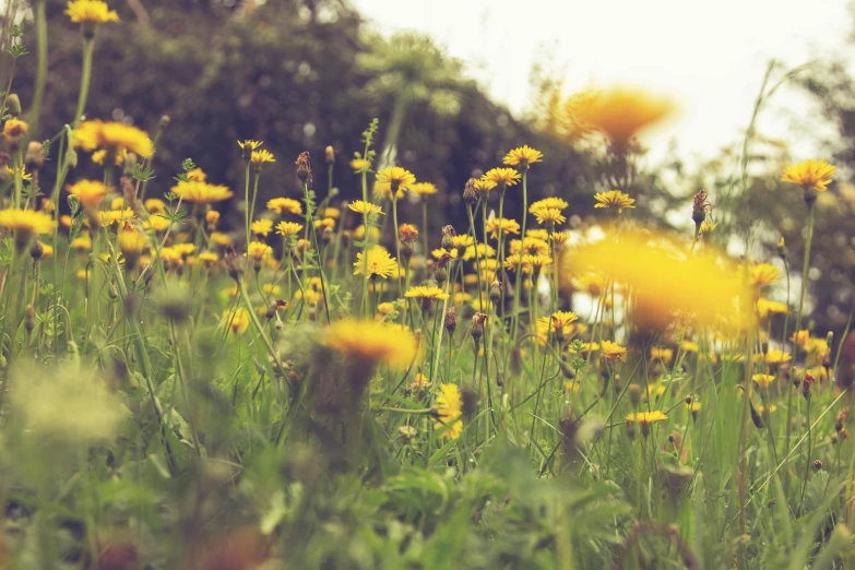 a field full of yellow flowers with trees in the background