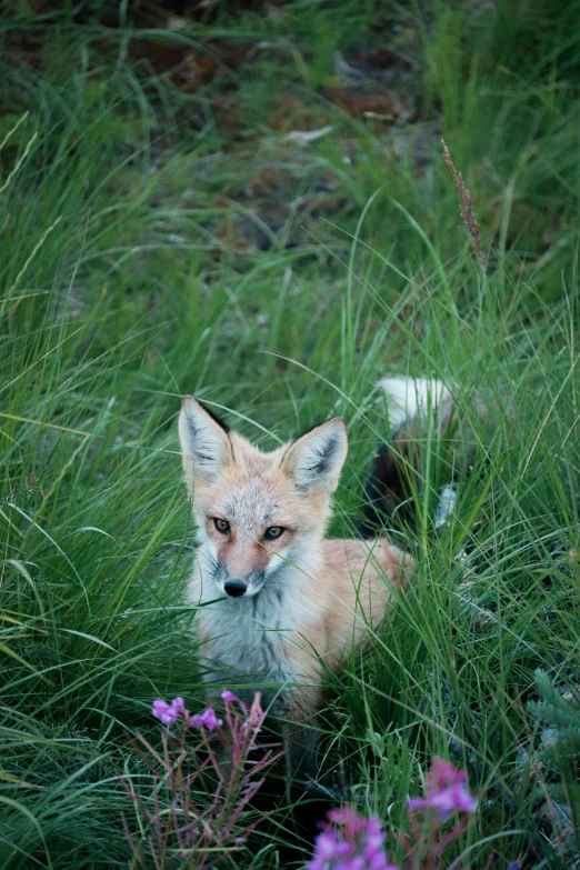 a very cute fox laying in the tall grass