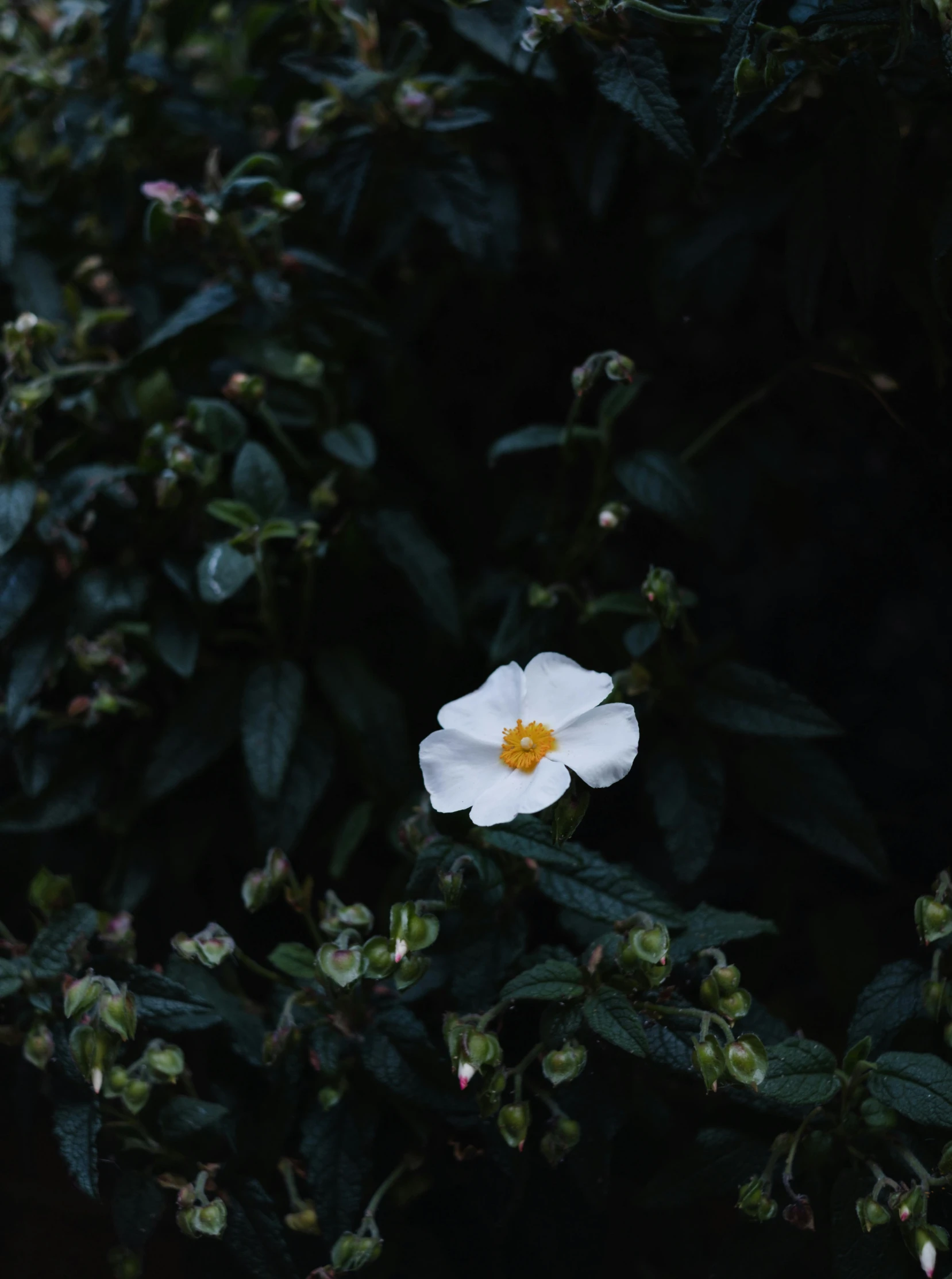 an unknown white flower sitting among some green leaves