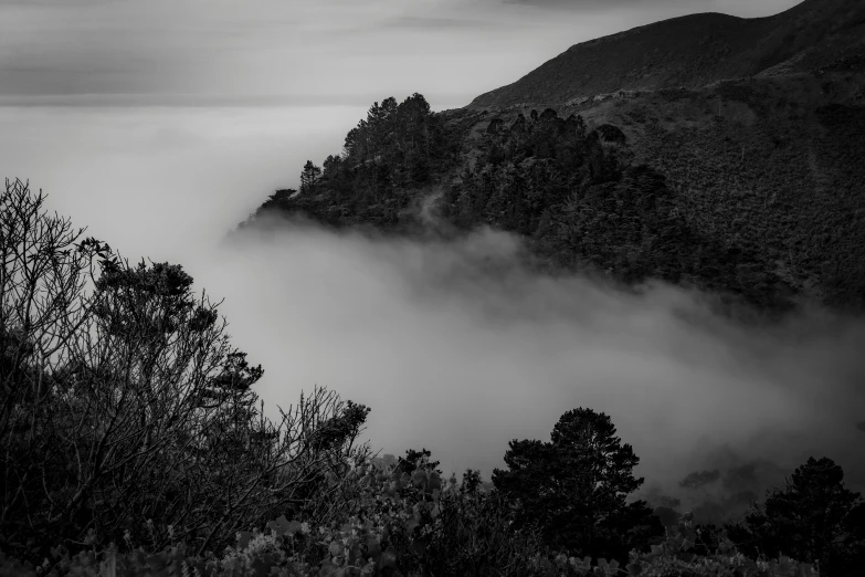 the trees are in the mountains with low clouds