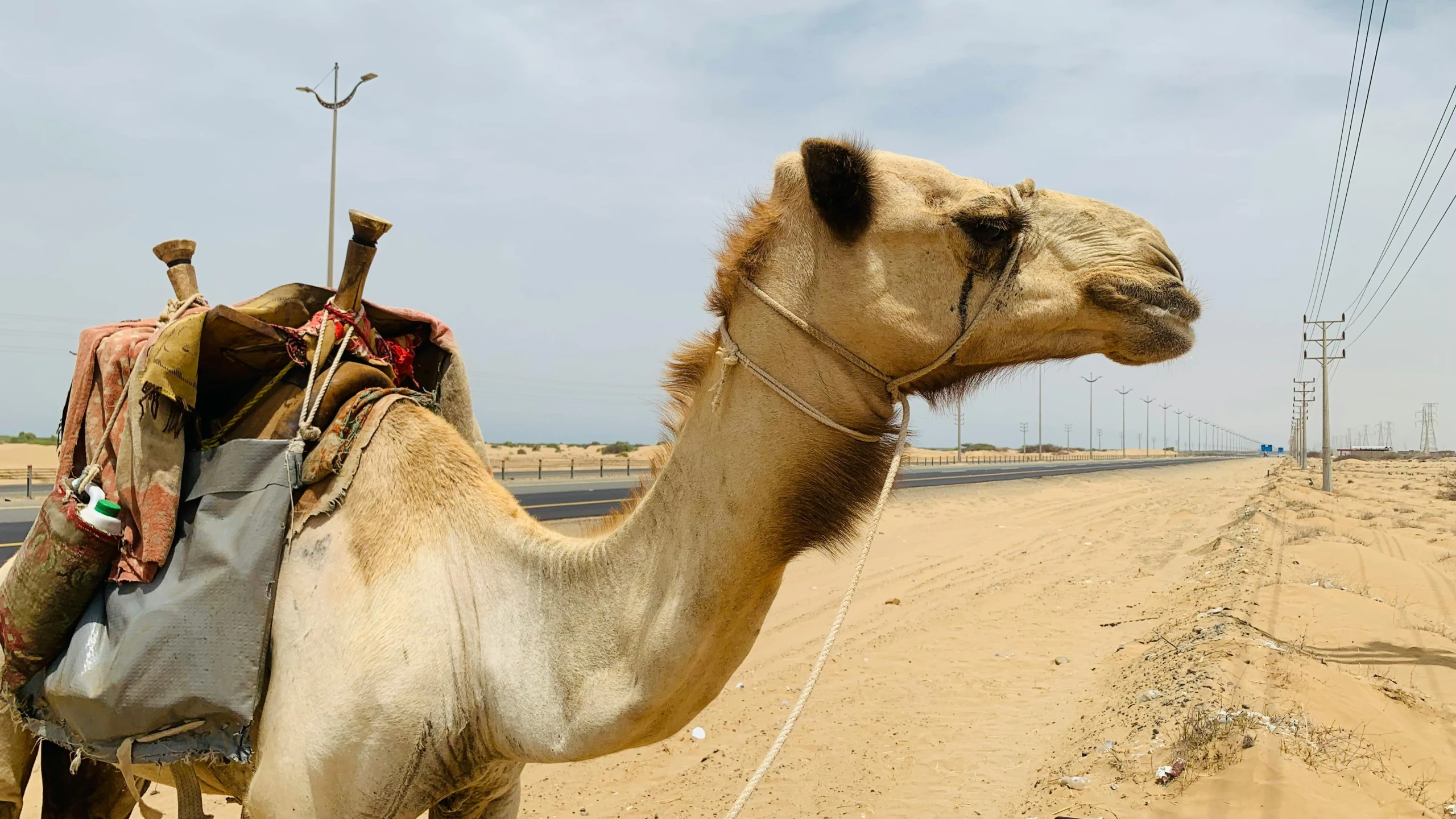 a camel standing in the desert looking straight ahead