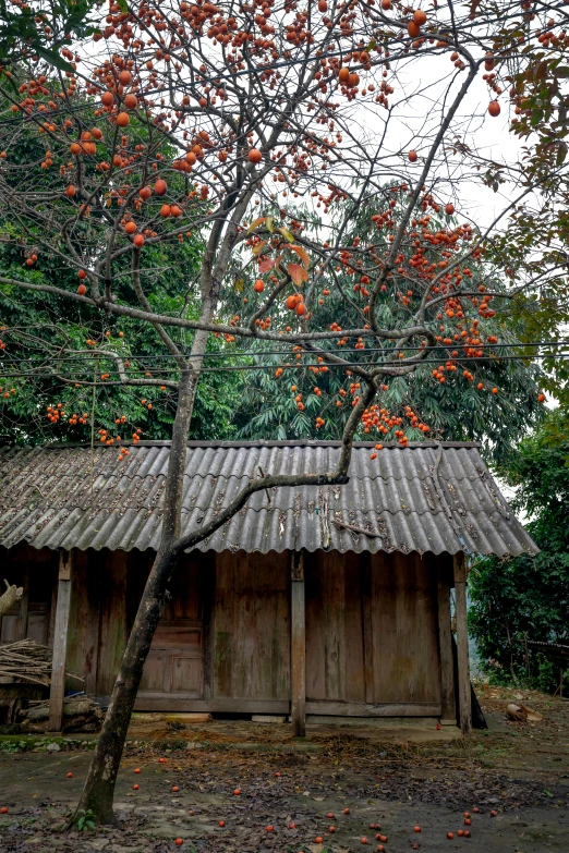 a small hut on a farm with orange flowers and a tree