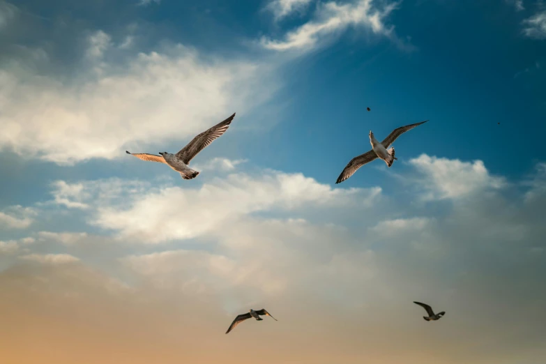 three birds flying together in the sky on a cloudy day