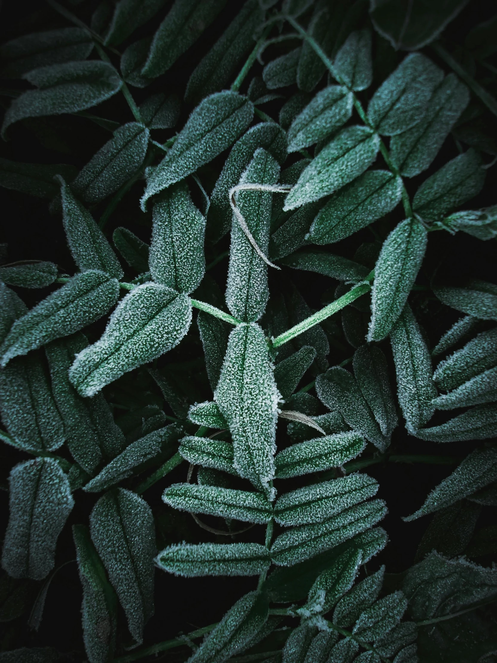 leaves with dew drops covering them against the dark green background