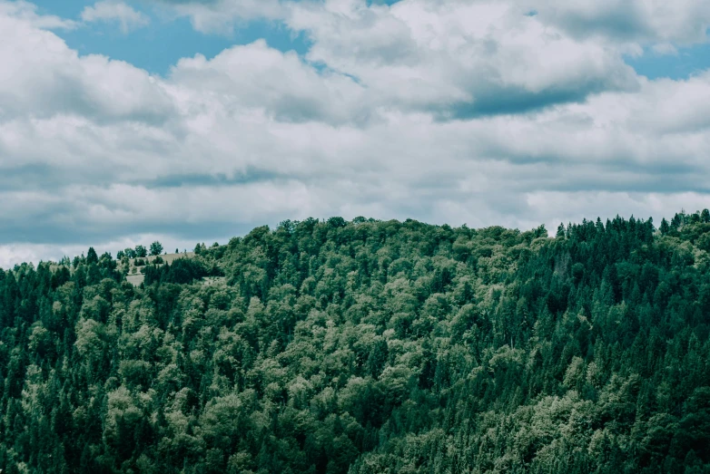 trees are covered in foliage as a plane flies low