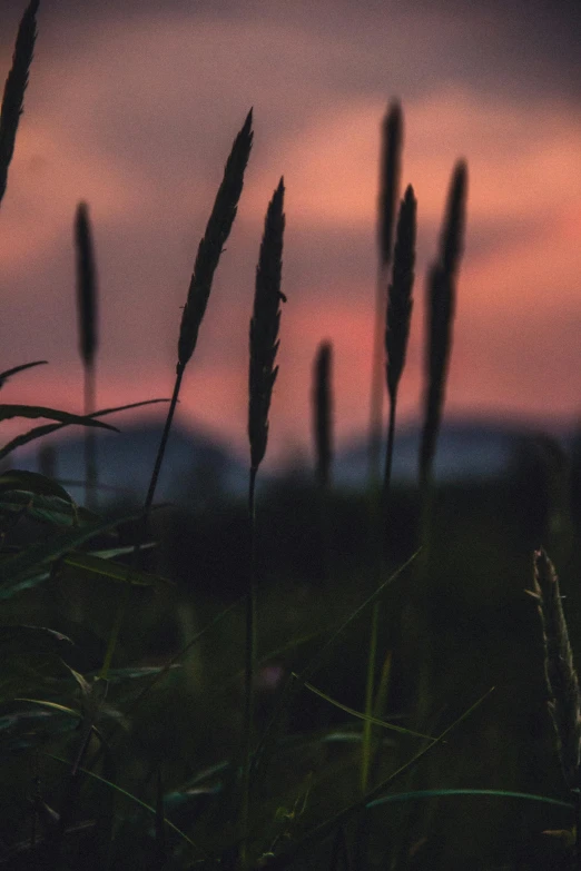 tall grass in the field during a sunset