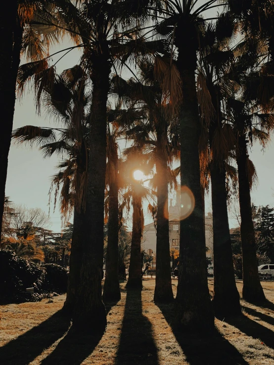 many palm trees with the sun shining through them