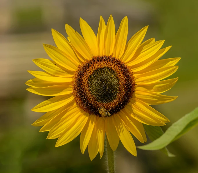 a bee gathers nectars on the petals of a sunflower