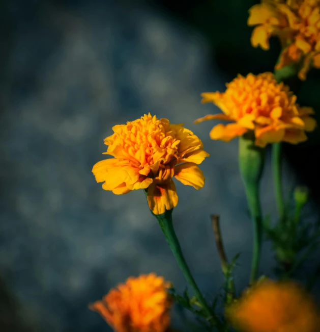 the two yellow flowers look so bright together