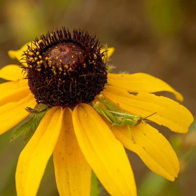 a close up view of a very bright yellow flower