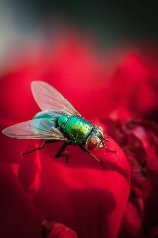 a fly sits on a red flower in a red and pink po