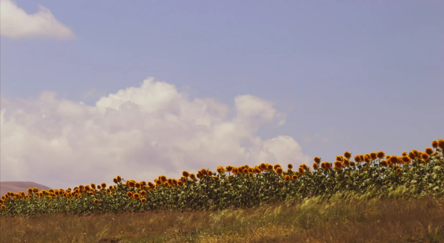some big sunflowers blooming on the hill side