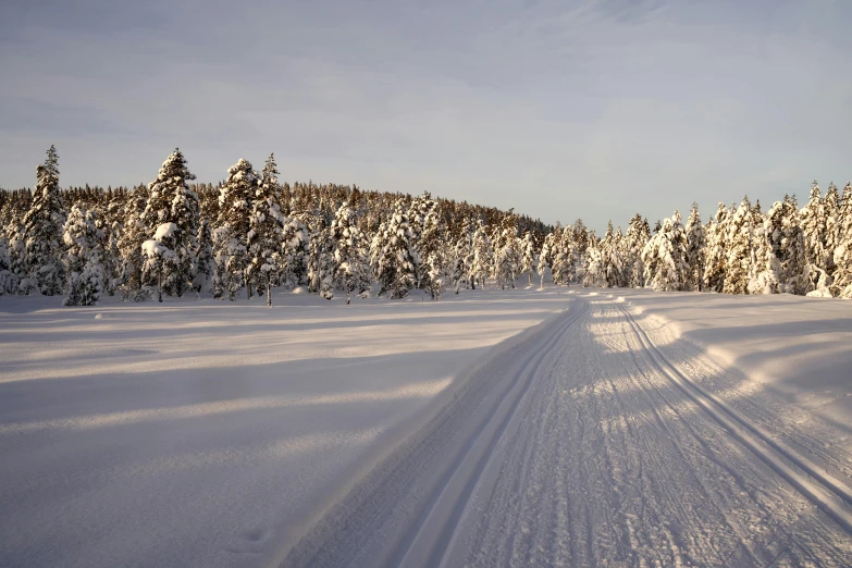 a trail is bordered by trees and snow