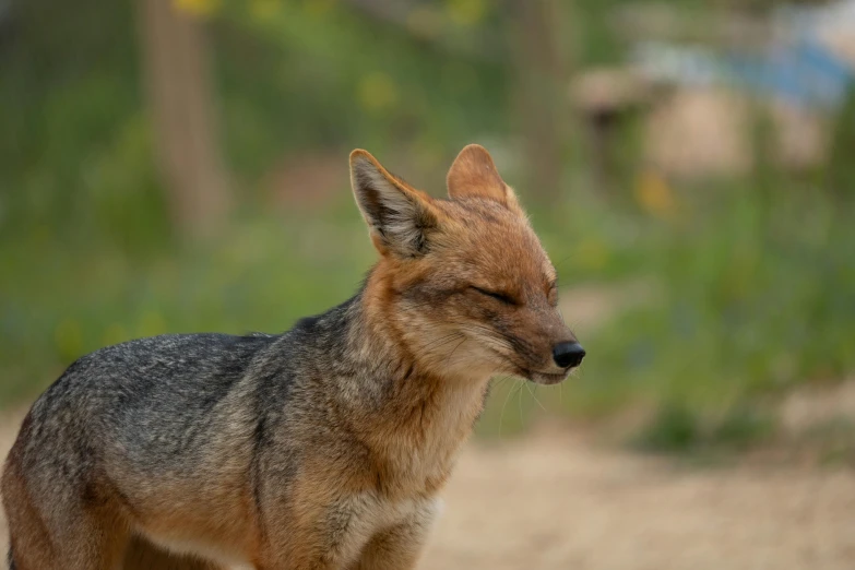 a brown and black wolf standing next to a forest