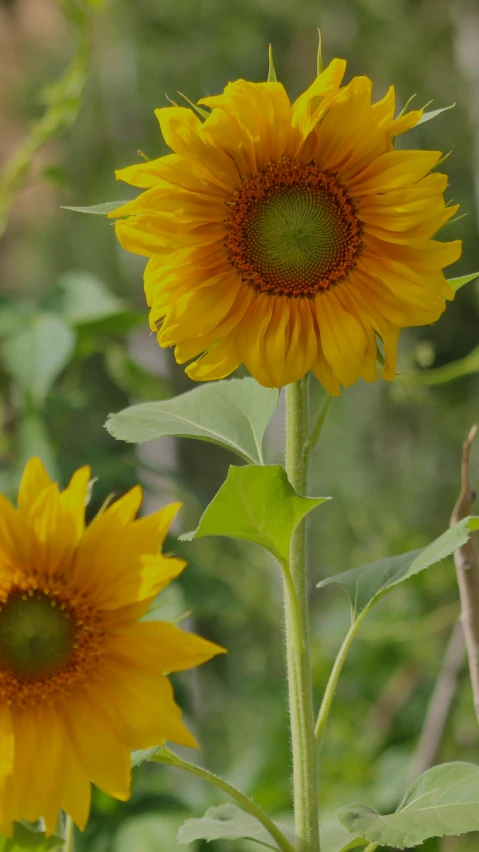 there are two large yellow flowers with long leaves