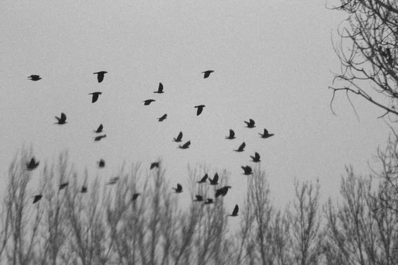 birds flying away from the tops of trees