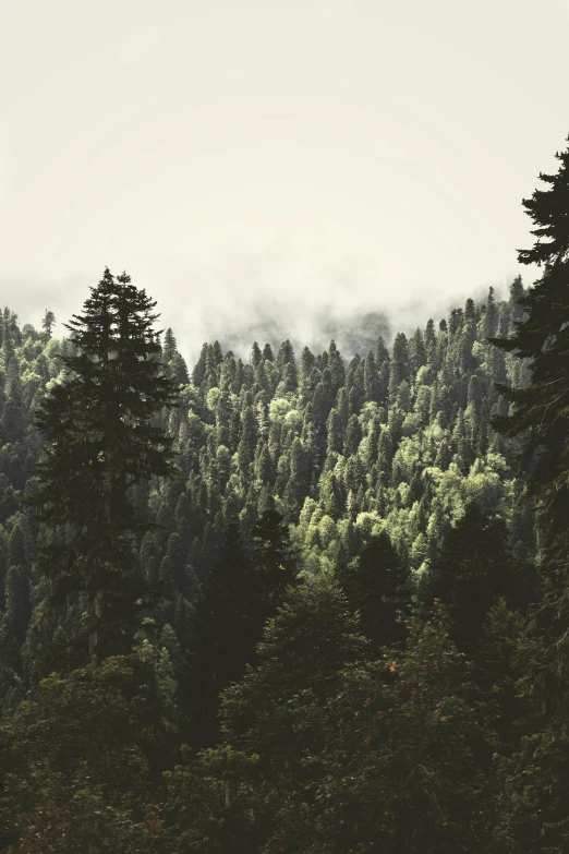 trees are seen from the air in a forest