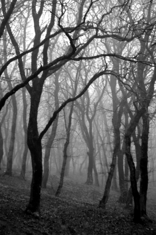 black and white po of foggy tree forest