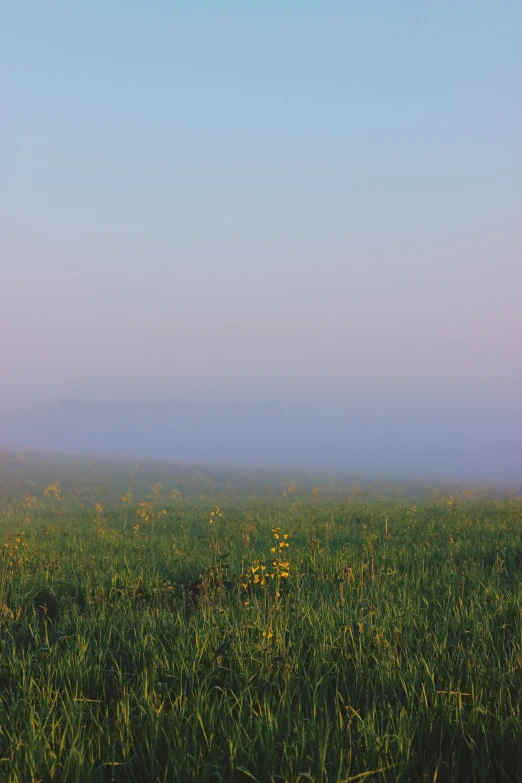 fog rises over a field full of wildflowers