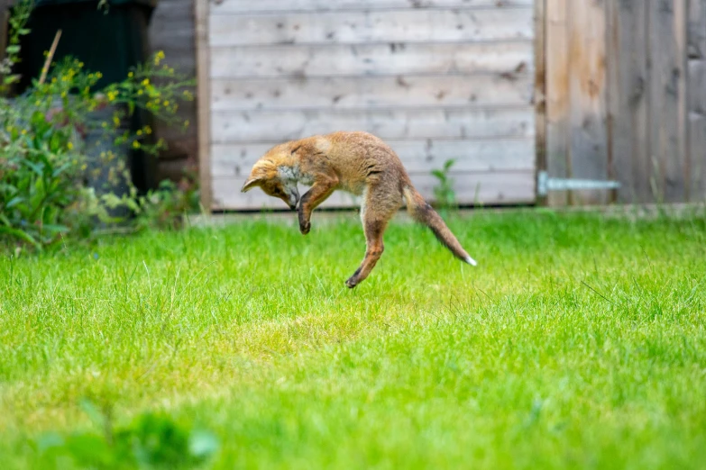 a small brown animal standing on its hind legs