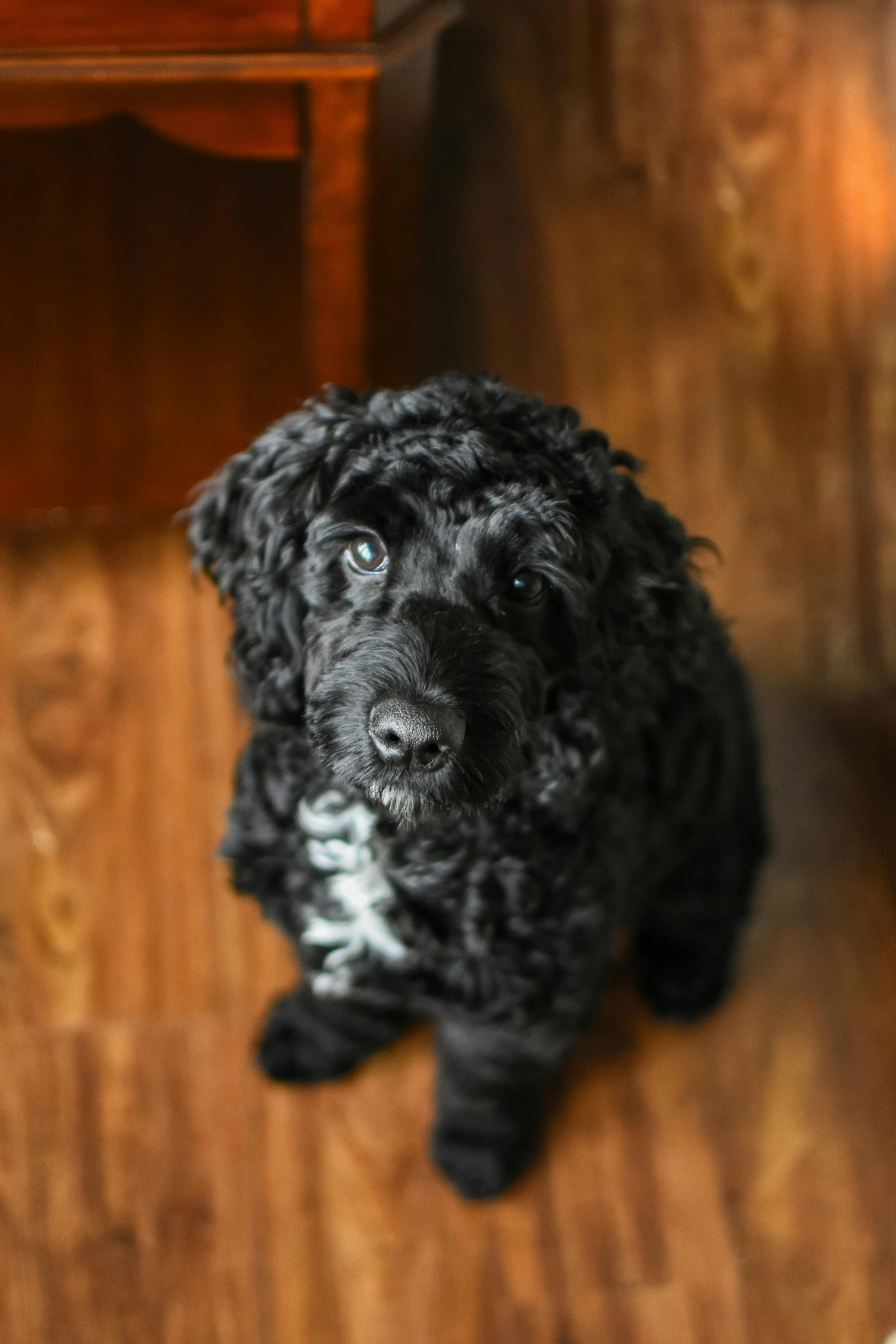 a small black dog sitting on a hard wood floor