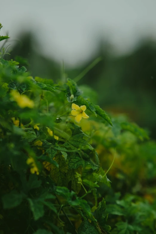 a yellow flower is on the bush, with grass in the background