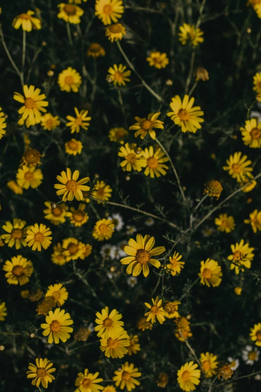 a lot of yellow flowers growing on top of it