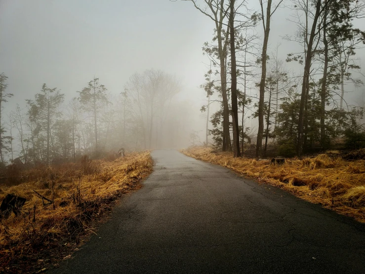 a road going into the woods with a thick fog