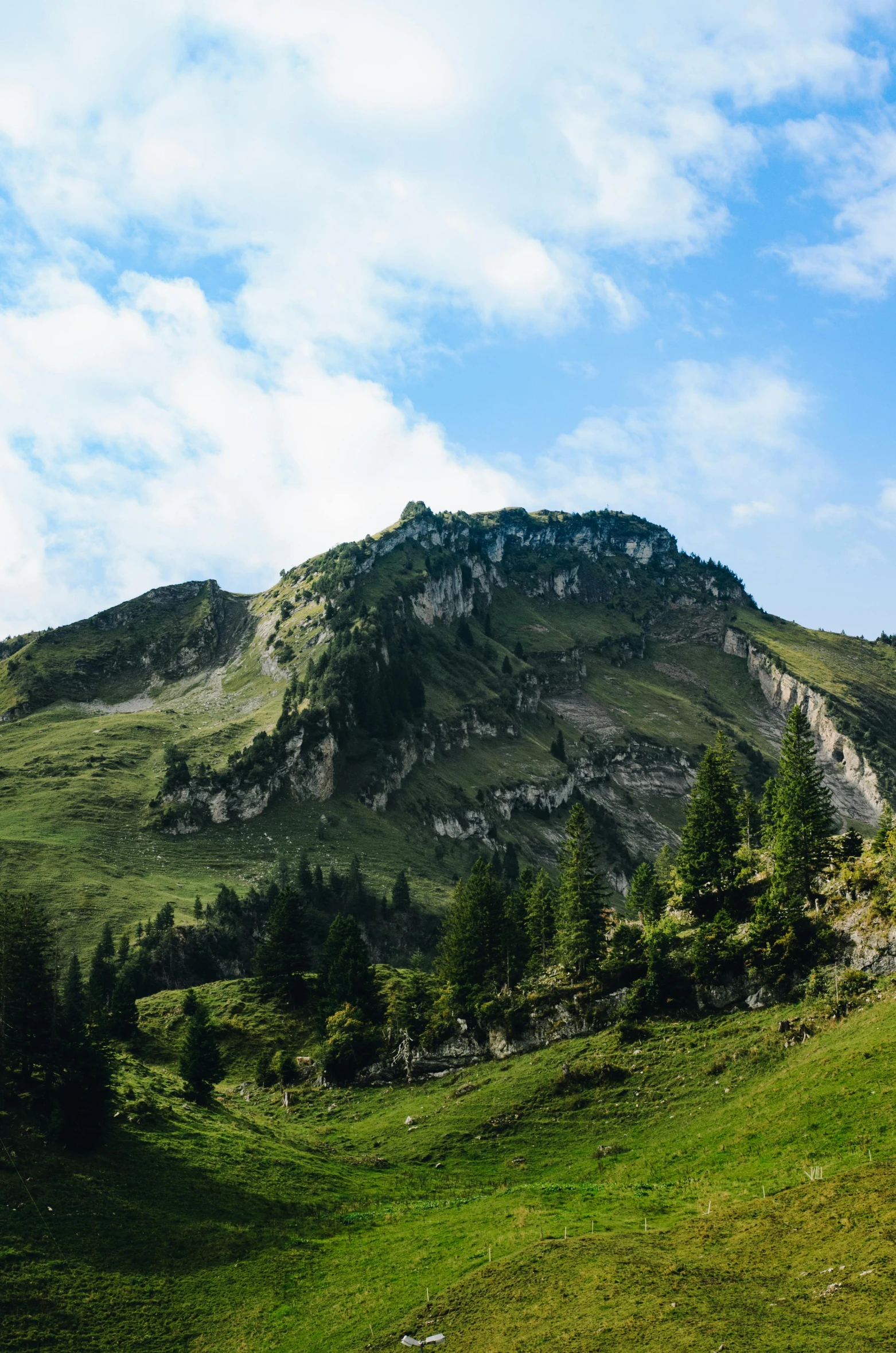 there are trees growing on the top of a hill