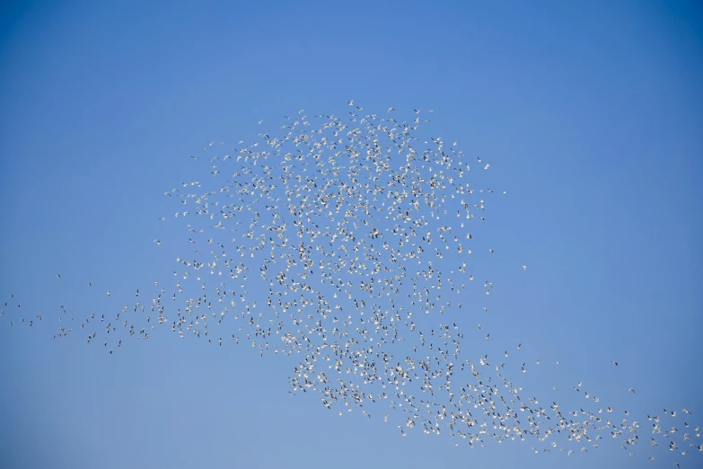 a flock of birds is flying in the sky