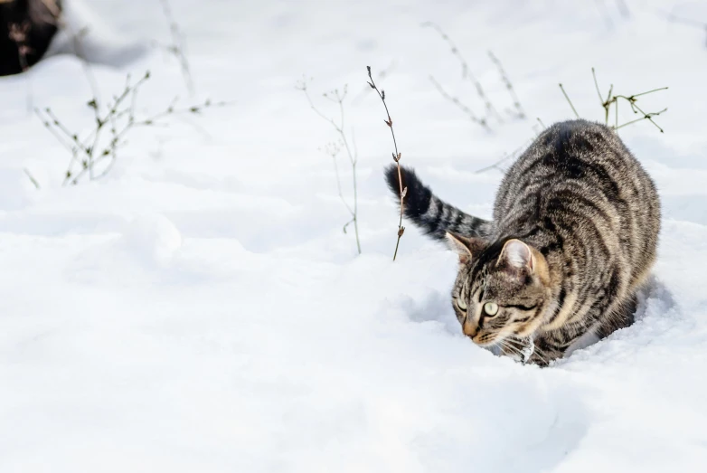 a cat with a yellow - striped tail is standing in the snow