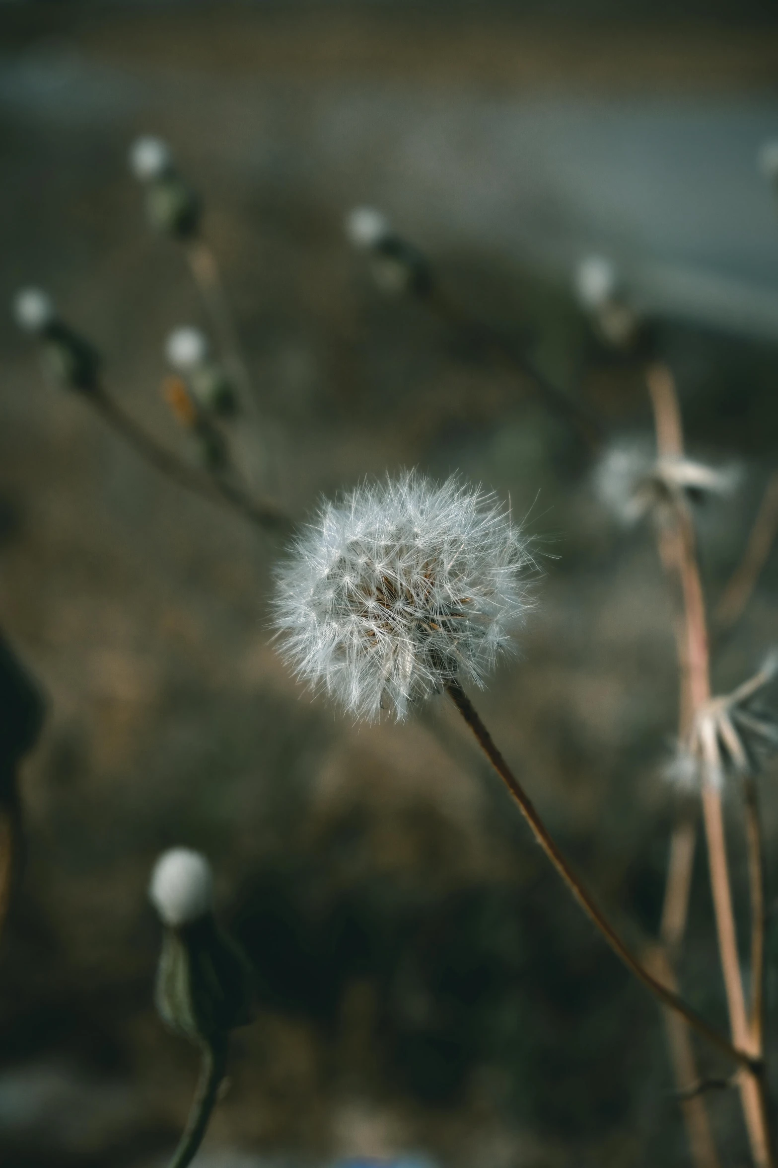 the dandelion was growing up right now