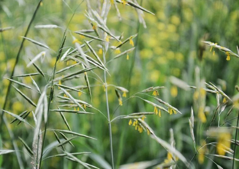 several yellow flowers in a field that is blooming