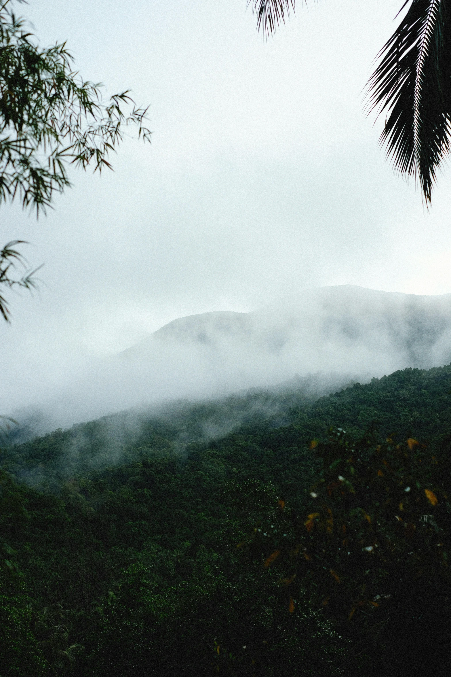 mountains covered in mist with trees under them