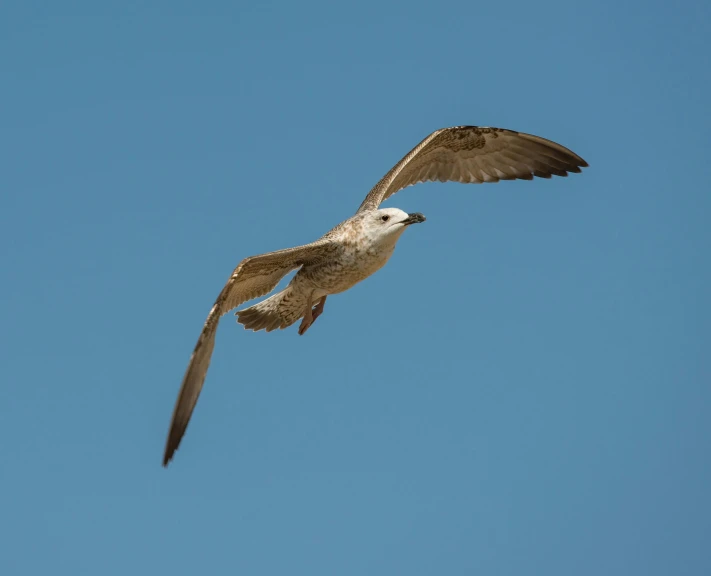 an image of a bird that is flying in the air