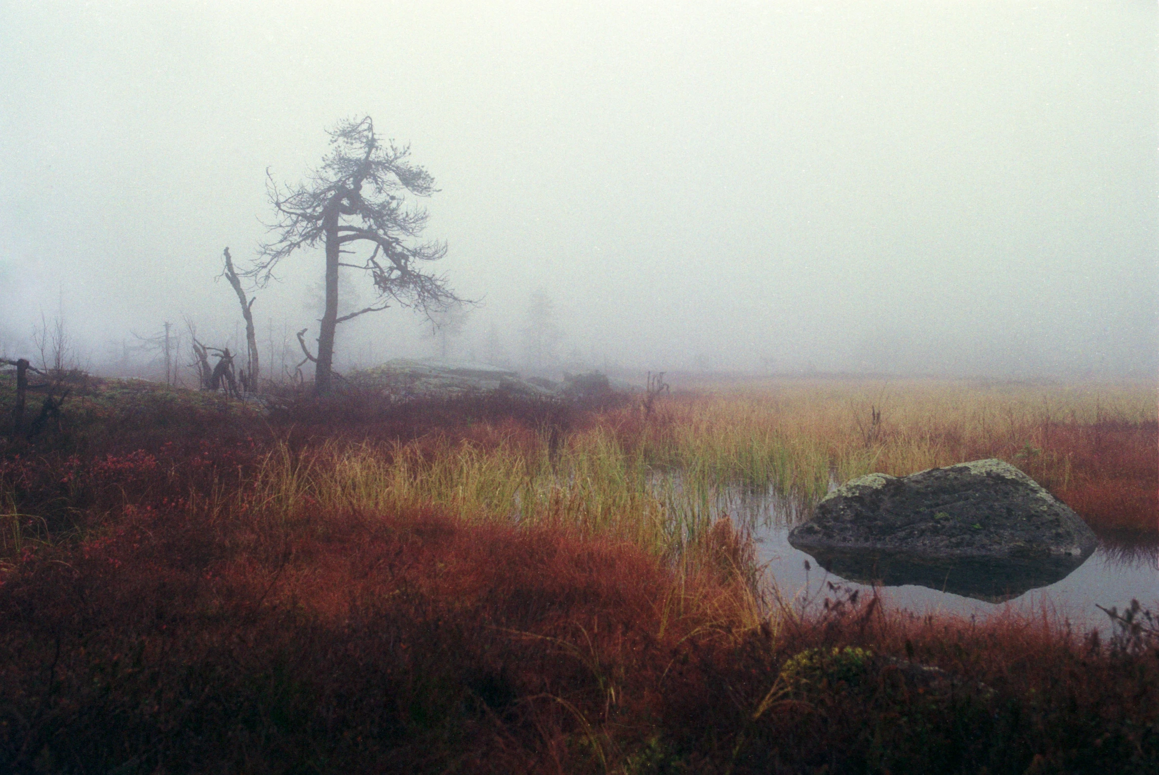 a single tree sits in a field that is partially flooded by water